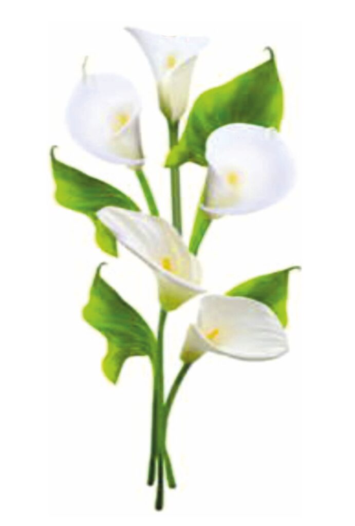 FOTO ANTONIO RICCI I.F. IMMACOLATA BITONTO