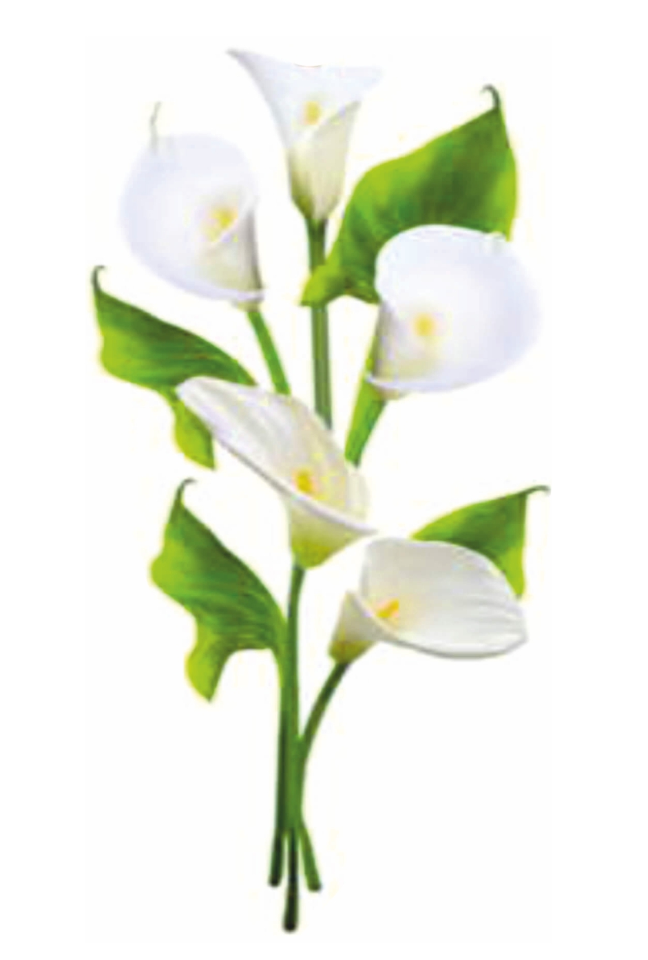 FOTO ANTONIO RICCI I.F. IMMACOLATA BITONTO